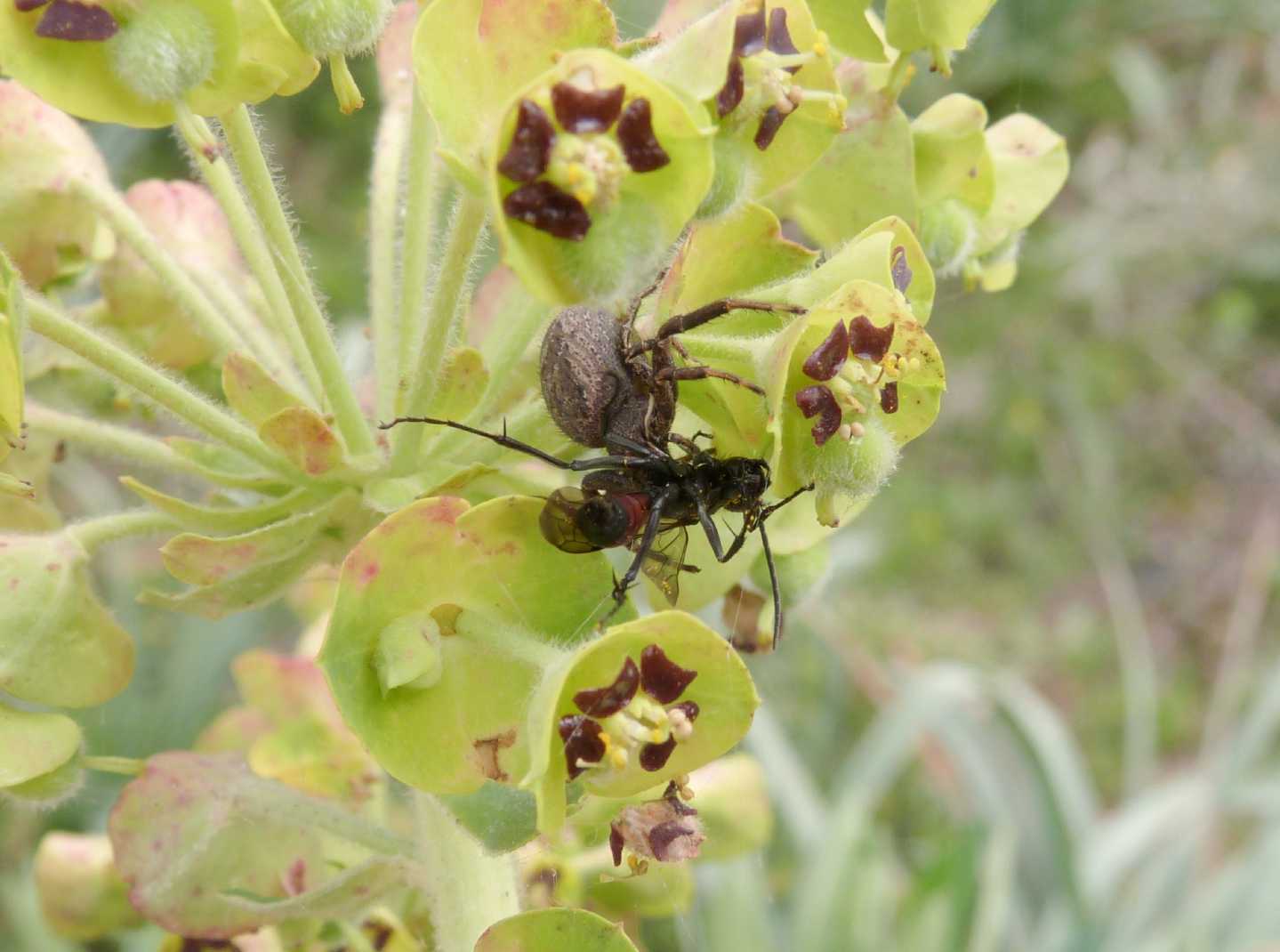 Pompilidae predato da un ragno! Possibile?